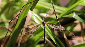 Wallpaper thumb: Crane Fly (Ptilogyna sp)